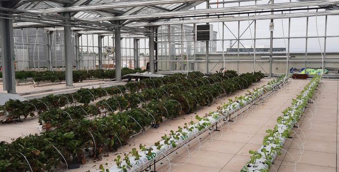Heat Recovery System Powers Rooftop Greenhouses on Paris Datacentre